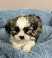 Max, a male Mal Shi for sale in Park Rapids, MN – 1 of 4