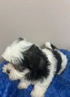 Finn available for his new home!!!, a male Mal Shi for sale in Park Rapids, MN – Photo 2 of 6