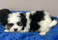 Buddy, a male Mal Shi for sale in Park Rapids, MN – Photo 1 of 3