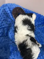 Buddy, a male Mal Shi for sale in Park Rapids, MN – Photo 2 of 3