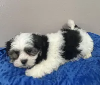 Finn available for his new home!!!, a male Mal Shi for sale in Park Rapids, MN – Photo 3 of 6