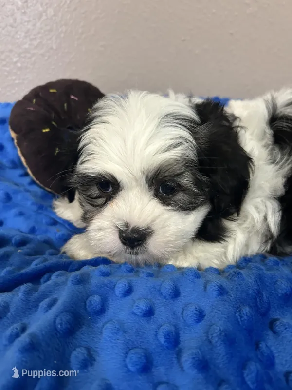 Finn – Mal Shi puppy for sale in Park Rapids, MN