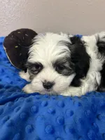 Buddy, a male Mal Shi for sale in Park Rapids, MN – Photo 3 of 3