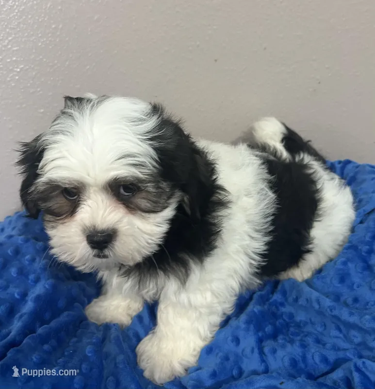 Finn – Mal Shi puppy for sale in Park Rapids, MN