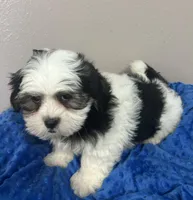 Finn available for his new home!!!, a male Mal Shi for sale in Park Rapids, MN – Photo 1 of 6