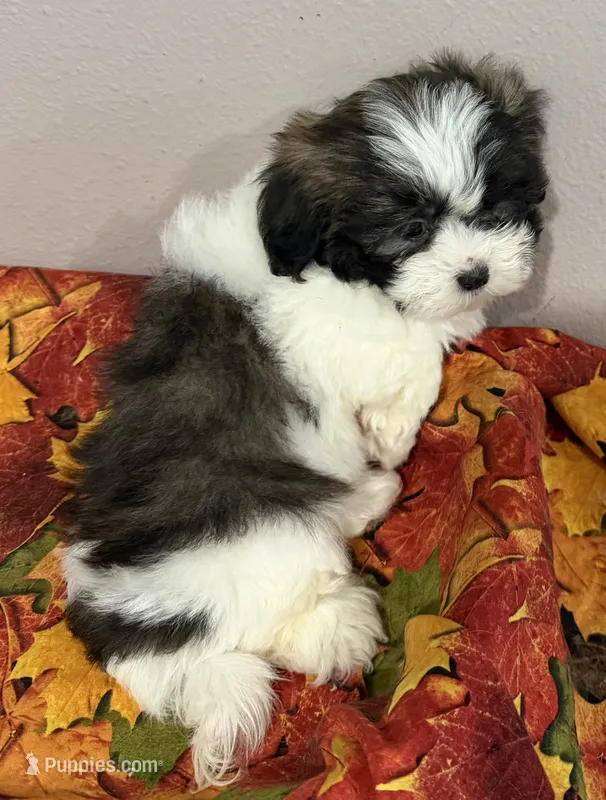 Max – Mal Shi puppy for sale in Park Rapids, MN