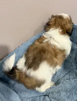 Finn, a male Mal Shi for sale in Park Rapids, MN – 3 of 3