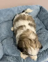 Milo, a male Mal Shi for sale in Park Rapids, MN – 3 of 3