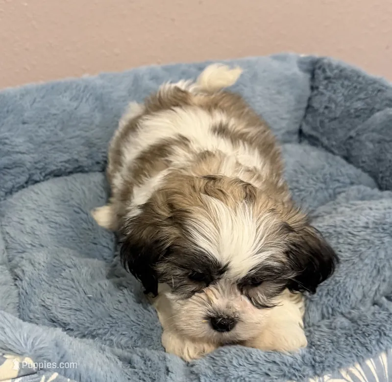 Milo – Mal Shi puppy for sale in Park Rapids, MN