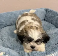 Milo, a male Mal Shi for sale in Park Rapids, MN – 1 of 3