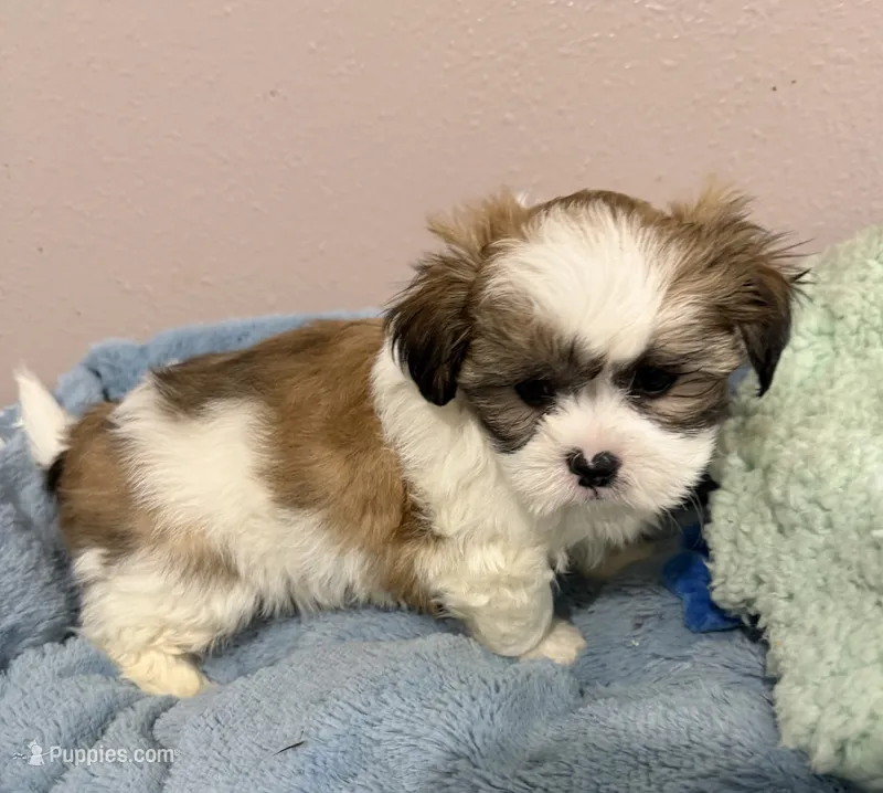 Finn – Mal Shi puppy for sale in Park Rapids, MN