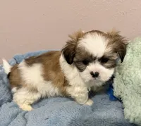 Finn, a male Mal Shi for sale in Park Rapids, MN – 1 of 3