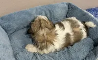 Milo, a male Mal Shi for sale in Park Rapids, MN – 2 of 3