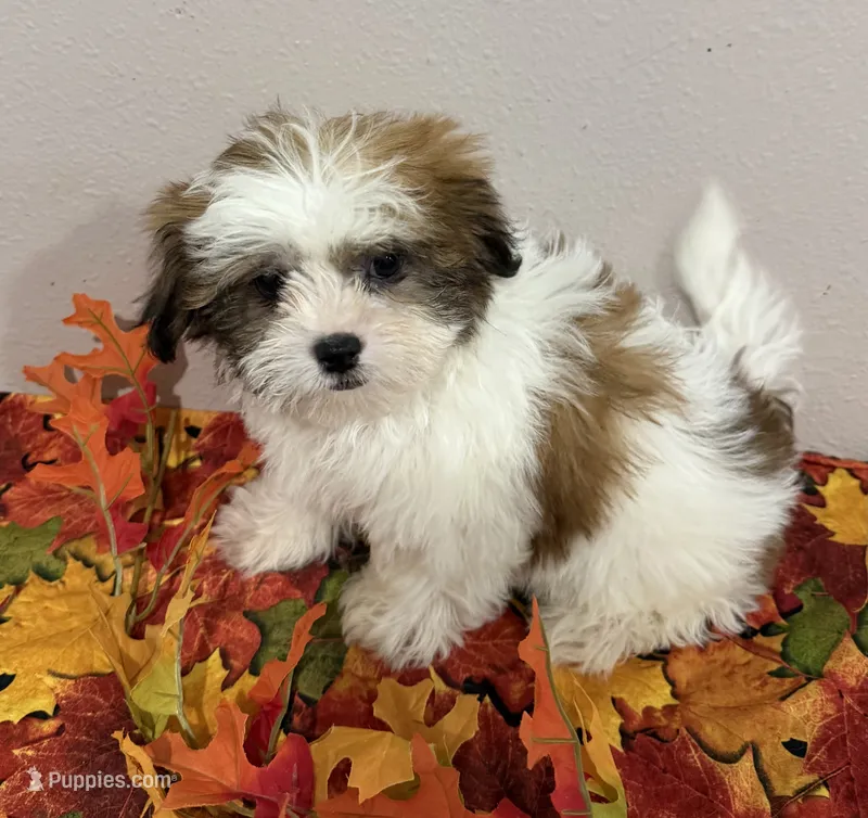 Finn – Mal Shi puppy for sale in Park Rapids, MN