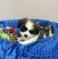 Max, a male Mal Shi for sale in Park Rapids, MN – Photo 1 of 2