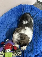 Max, a male Mal Shi for sale in Park Rapids, MN – Photo 2 of 2