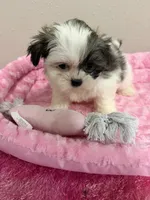Faith, a female Mal Shi for sale in Park Rapids, MN – 4 of 4
