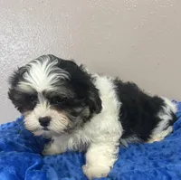 Max, a male Mal Shi for sale in Park Rapids, MN – Photo 2 of 7