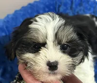 Milo, a male Mal Shi for sale in Park Rapids, MN – Photo 3 of 3