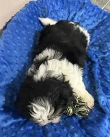 Milo, a male Mal Shi for sale in Park Rapids, MN – Photo 2 of 3