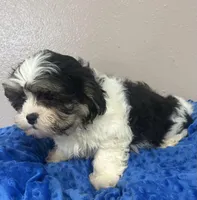 Max, a male Mal Shi for sale in Park Rapids, MN – Photo 6 of 7