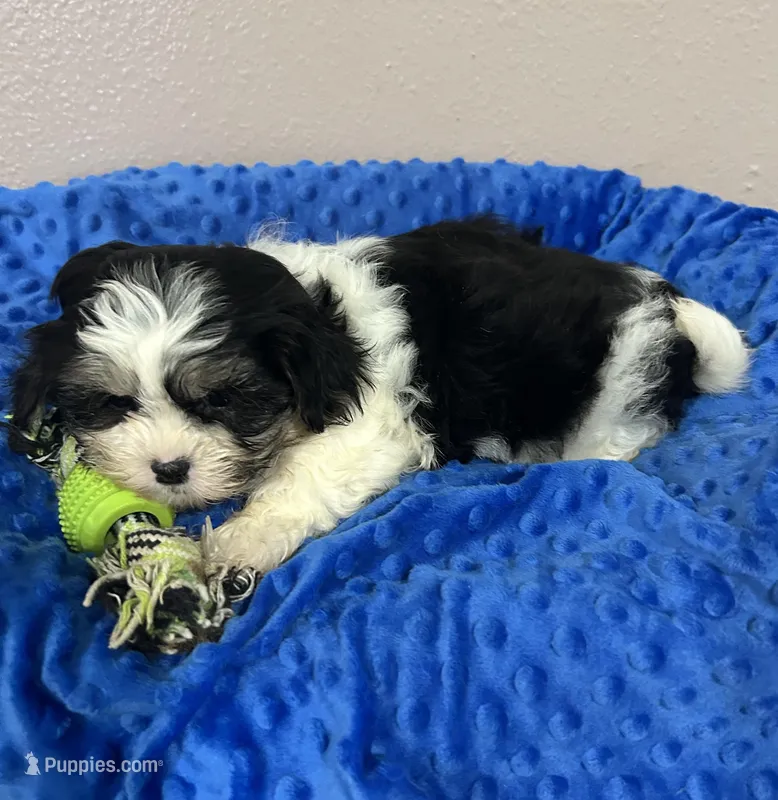 Milo – Mal Shi puppy for sale in Park Rapids, MN