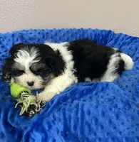 Milo, a male Mal Shi for sale in Park Rapids, MN – Photo 1 of 3