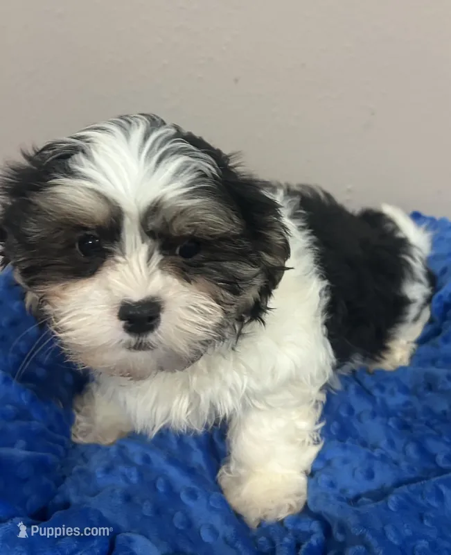 Max – Mal Shi puppy for sale in Park Rapids, MN