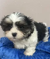 Max, a male Mal Shi for sale in Park Rapids, MN – Photo 7 of 7