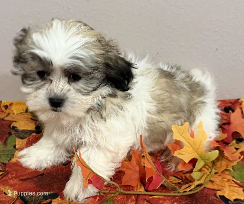 Milo – Mal Shi puppy for sale in Park Rapids, MN
