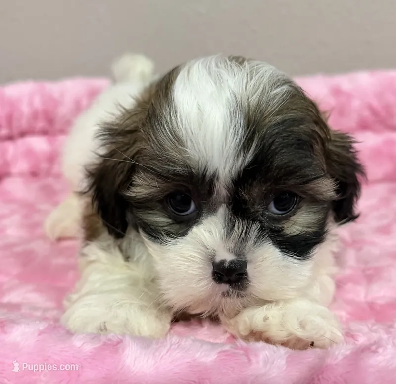 Daisy  – Mal Shi puppy for sale in Park Rapids, MN