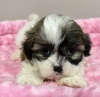 Daisy , a female Mal Shi for sale in Park Rapids, MN – 1 of 4