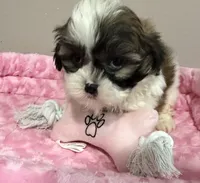 Daisy , a female Mal Shi for sale in Park Rapids, MN – 2 of 4
