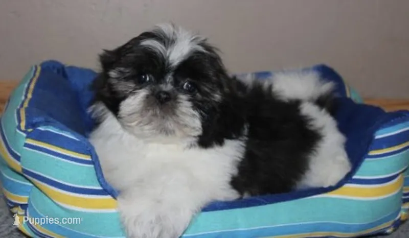 Faith – Mal Shi puppy for sale in Park Rapids, MN