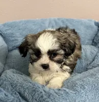 Max, a male Mal Shi for sale in Park Rapids, MN – 2 of 4