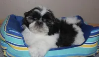 Freedom , a male Mal Shi for sale in Park Rapids, MN – 1 of 1
