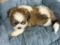 Finn, a male Mal Shi for sale in Park Rapids, MN – 2 of 3