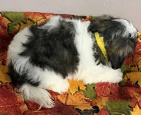 Max, a male Mal Shi for sale in Park Rapids, MN – 2 of 2