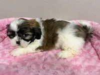 Daisy , a female Mal Shi for sale in Park Rapids, MN – 3 of 4