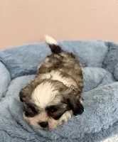 Max, a male Mal Shi for sale in Park Rapids, MN – 4 of 4