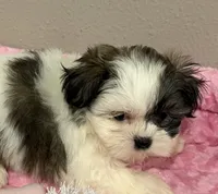 Faith, a female Mal Shi for sale in Park Rapids, MN – 2 of 4