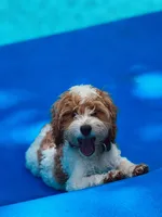 Ducki, a male Cockapoo for sale in Republic, MO – 2 of 4