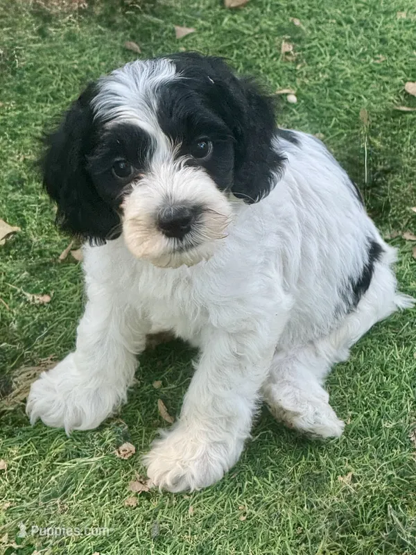 Sophie  – Cockapoo, Cocker Spaniel puppy for sale in Republic, MO