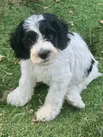 Sophie , a female Cockapoo and Cocker Spaniel for sale in Republic, MO – 2 of 9