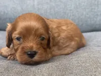 Ivy, a female Cavapoo for sale in Republic, MO – 2 of 5