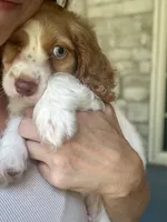 Max, a male Cockapoo and Cocker Spaniel for sale in Republic, MO – 2 of 7