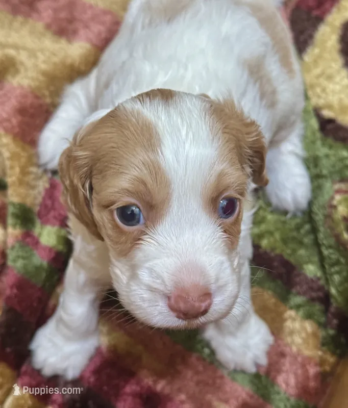 Max – Cockapoo puppy for sale in Republic, MO