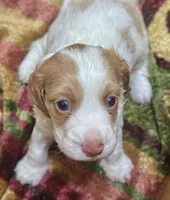 Max, a male Cockapoo for sale in Republic, MO – 1 of 3