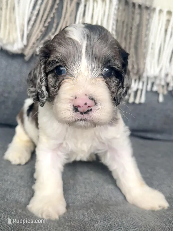 Duke (includes shipping) – Cockapoo puppy for sale in Republic, MO