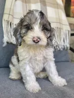 Duke, a male Cockapoo for sale in Republic, MO – Photo 2 of 6